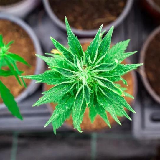 Plantas de marihuana