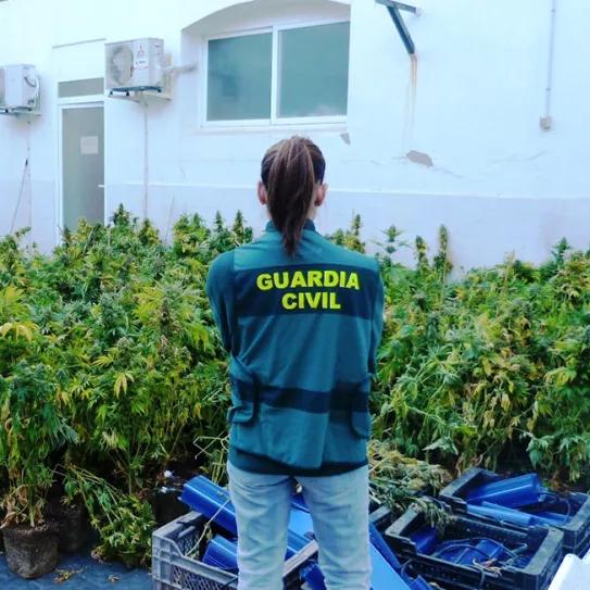 España es incapaz de destruir toda la marihuana que incauta