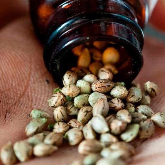 La DEA aclara que las semillas de marihuana son legales en EE UU