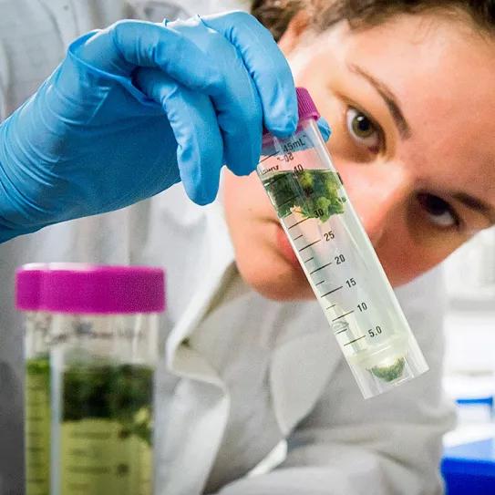 Legisladores de EE UU aprueban otra ley para facilitar la investigación con cannabis