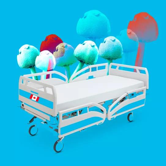 Canadá da la primera psilocibina producida en el país a seis pacientes