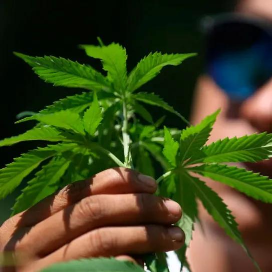 La Suprema Corte de México falla contra los usuarios de cannabis 