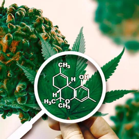 EE UU impulsa el estudio del cannabis para el cáncer