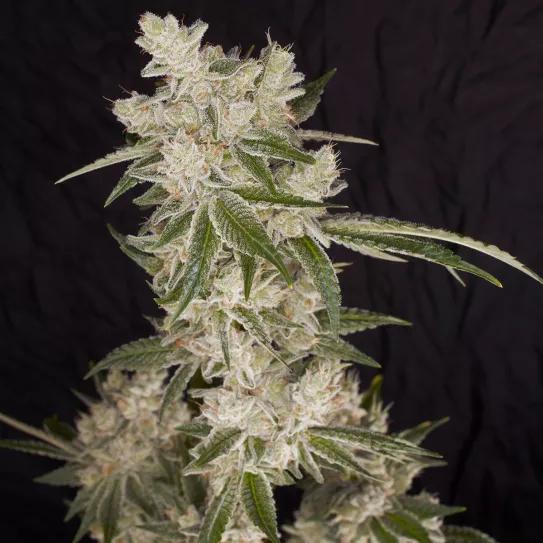 Buddha Auto Tangie: subidón vitamínico con esencia americana 