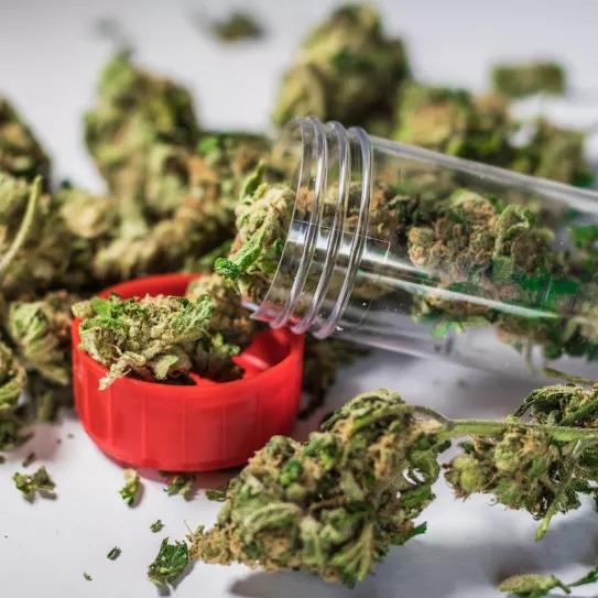 Cannabis sólo en hospitales y para tres condiciones médicas, propone el PSOE