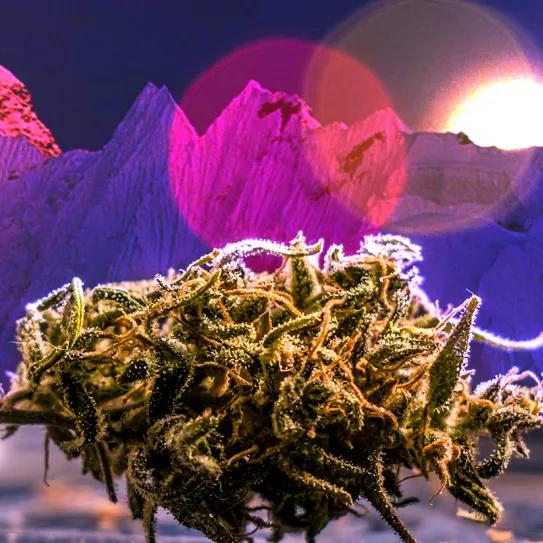 Nepal vuelve a plantear la despenalización del cannabis