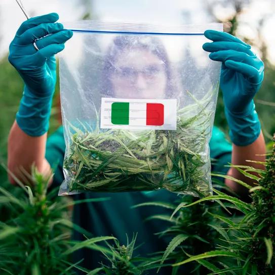 Italia se abre a la producción privada de cannabis medicinal