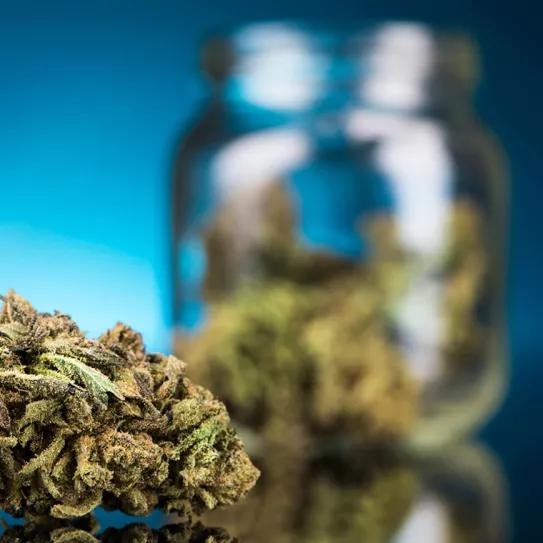 ¿El PP apoya la regulación del cannabis medicinal?