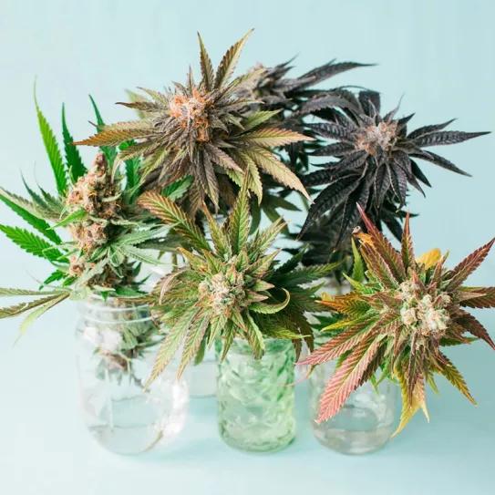 La clasificación entre índica y sativa no sirve