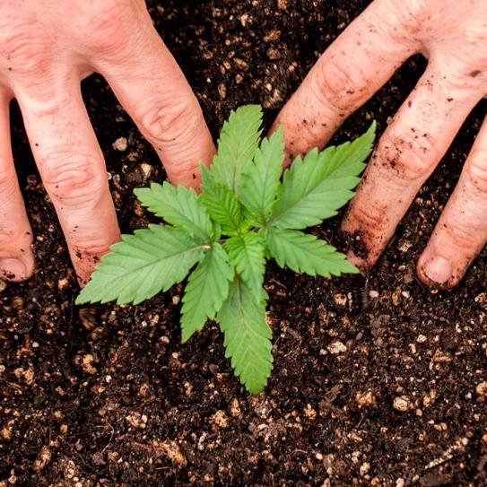 El Tribunal Superior de Brasil autoriza el autocultivo medicinal 