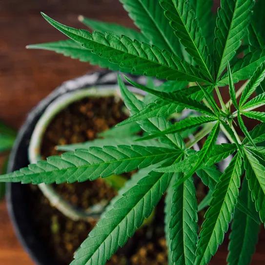 El autocultivo de cannabis entra en el parlamento italiano