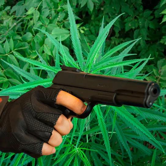 La marihuana ilegal está aumentando la violencia, advierten los Mossos