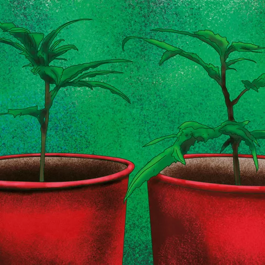 Esquejes en floración 