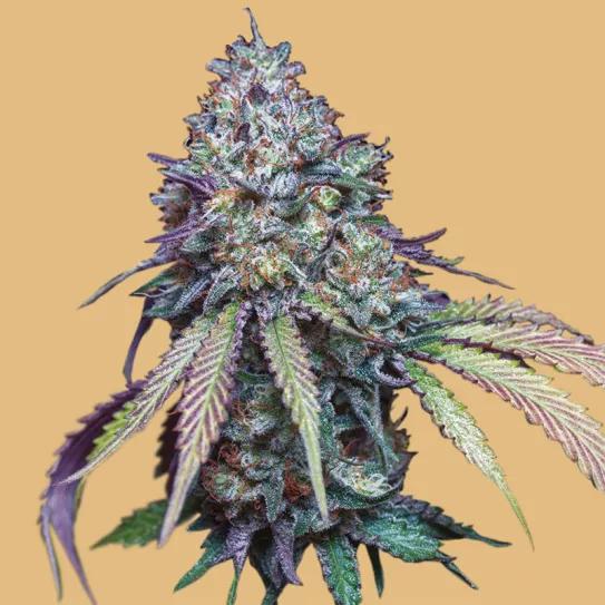 AUTO GIRL SCOUT COOKIES