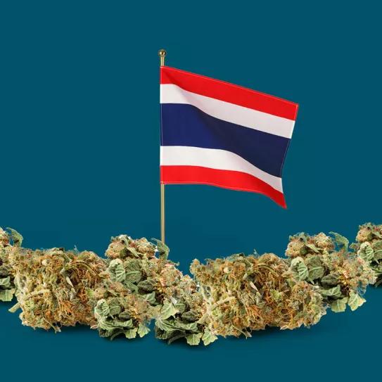 Tailandia ya tiene un millón de cultivadores registrados