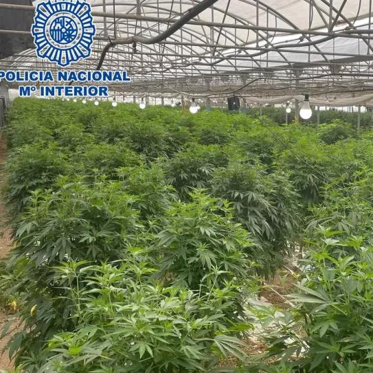 La policía interviene seis toneladas de plantas a una empresa de cáñamo 