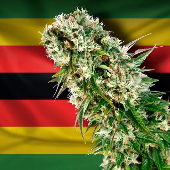 Zimbabwe autoriza el uso medicinal de cannabis no psicoactivo