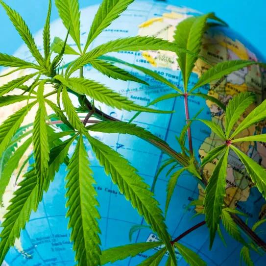 Priorizar a los agricultores del cannabis como vía para la justicia social