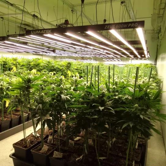 Un empresario del CBD denuncia la destrucción de su empresa por parte de la policía