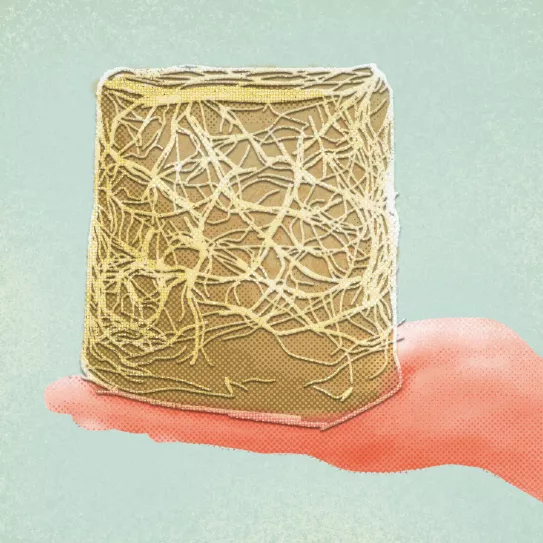 ¿Se pueden podar las raíces? 