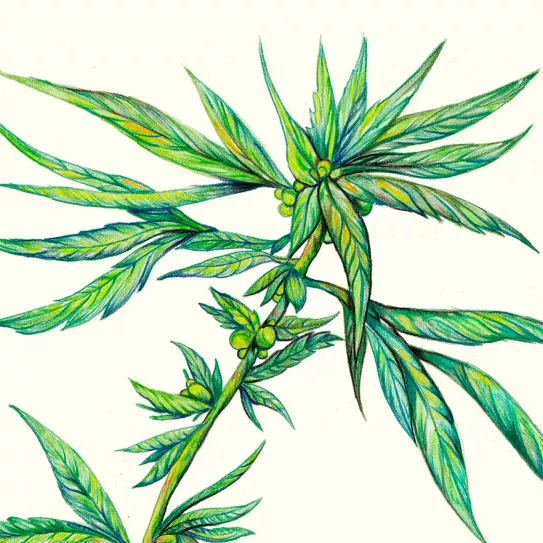 La sativa interminable