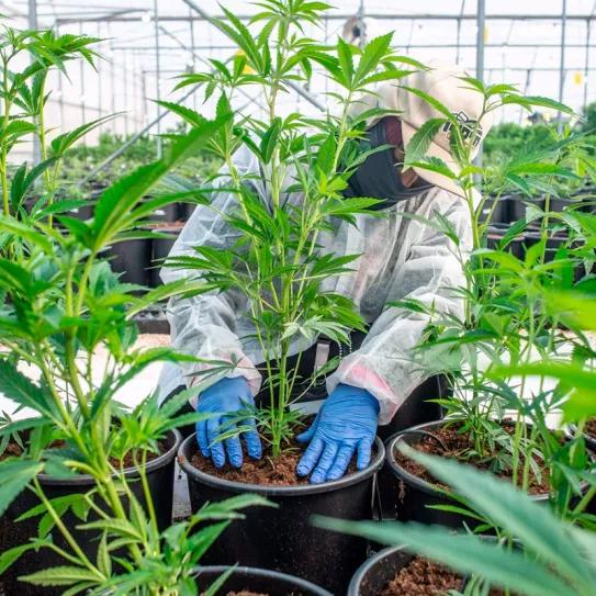 El gigante del cannabis Canopy deshace la compra de la empresa alicantina Cafina