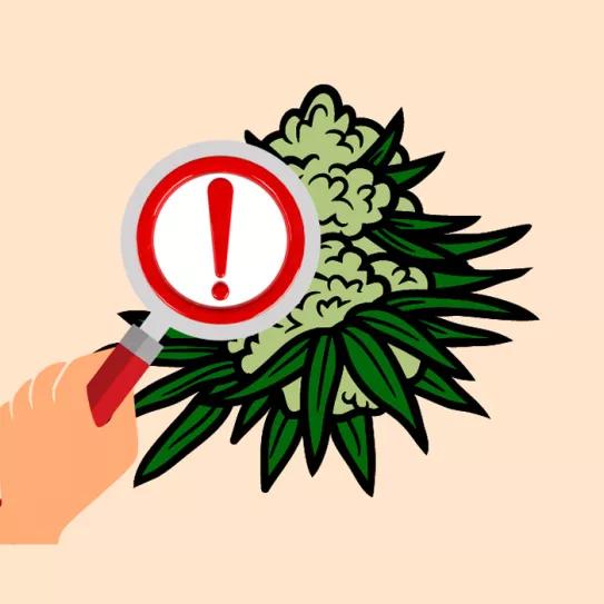 Marihuana, cannabis y cáñamo. Editorial Cáñamo #298