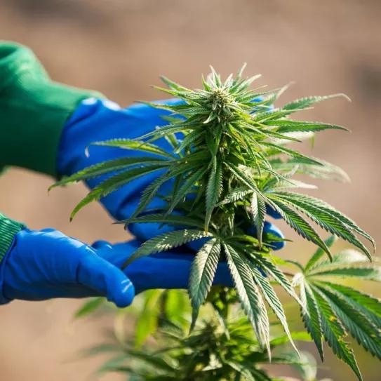 Marruecos pone en marcha su agencia del cannabis