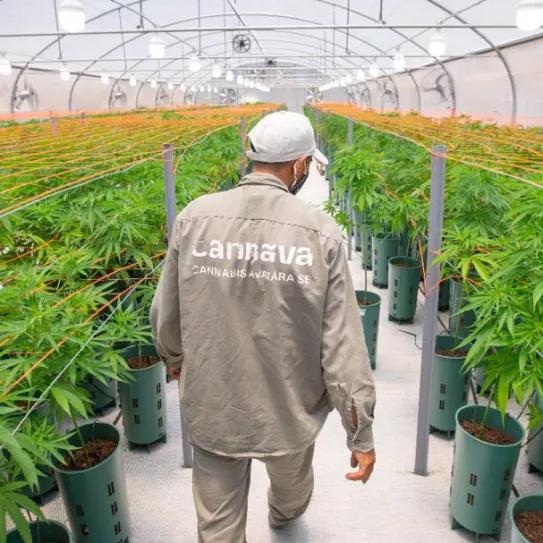 Autorizan la primera fábrica de cannabis argentina 