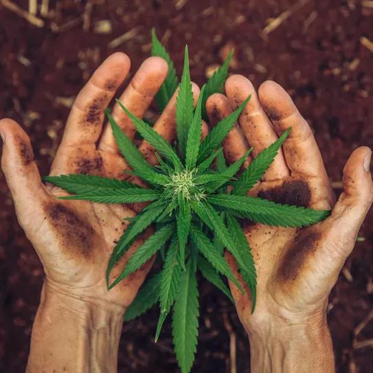 Denuncian que Uruguay sigue encarcelando a usuarios de cannabis 