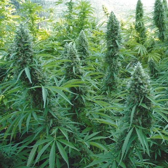 El cultivo y la lluvia: cómo manejar las plantas cuando llegan las tormentas y la humedad 