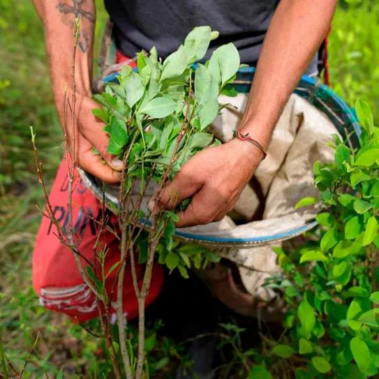 Colombia bate récords históricos en producción de cocaína y cultivos de coca 