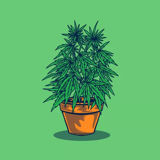 Sacar fuera las plantas del ‘indoor’