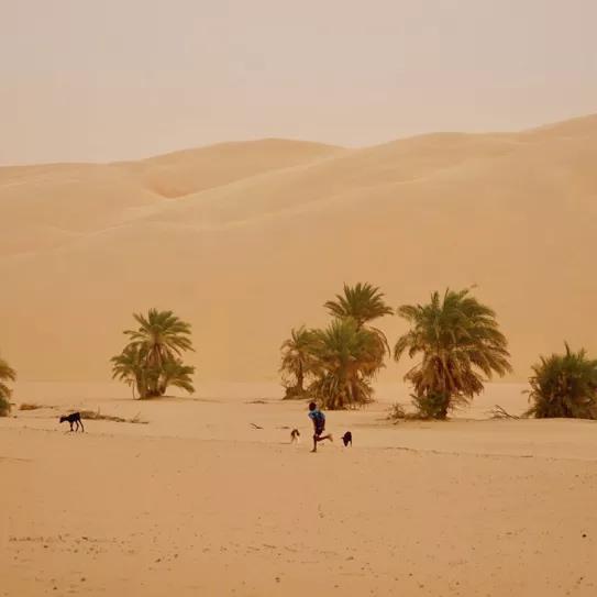 Un porro en Mauritania