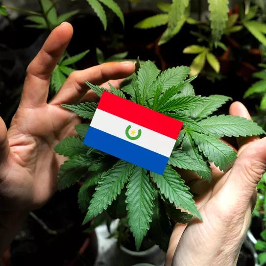 Presentan una ley para legalizar la marihuana en Paraguay