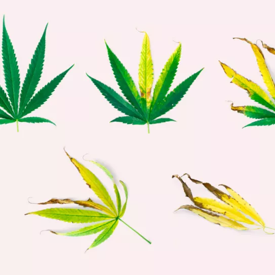 ¿Falta algún nutriente?