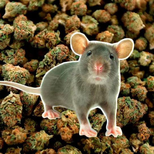 Desaparecen 200 kilos de cannabis en una comisaría y la policía culpa a las ratas