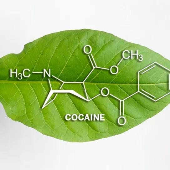Modifican la planta del tabaco para que produzca cocaína