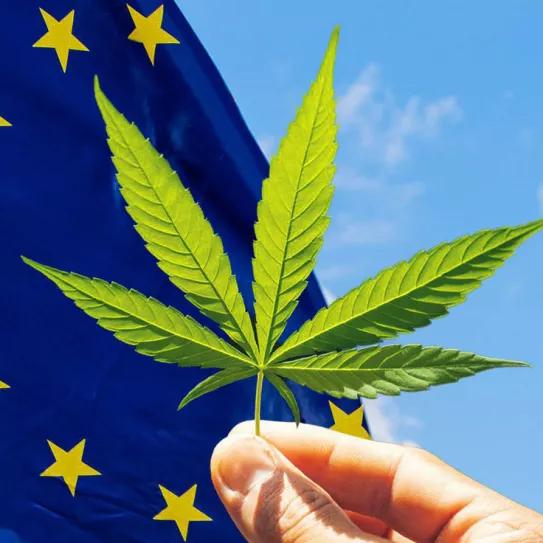 Empresarios del cannabis europeos piden a la Comisión Europea que permita la legalización