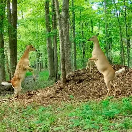 Los ciervos también se colocan… con gas de la risa 