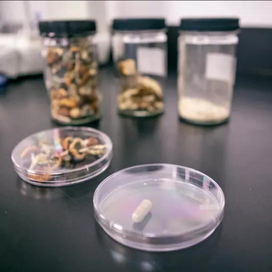 Quebec financia la terapia con psicodélicos a dos pacientes