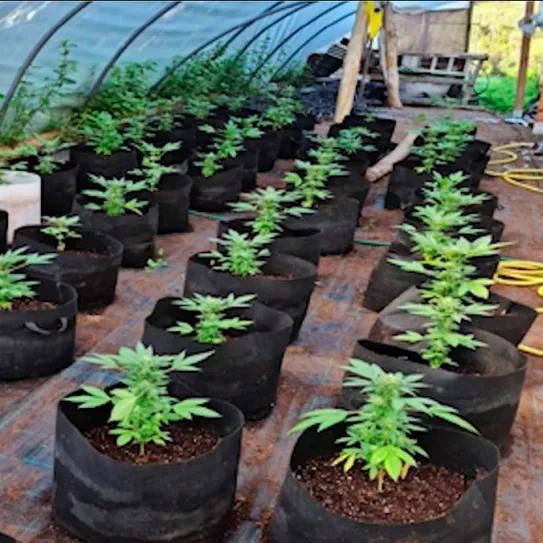 Detenidos dos responsables de un club de cannabis en Canarias