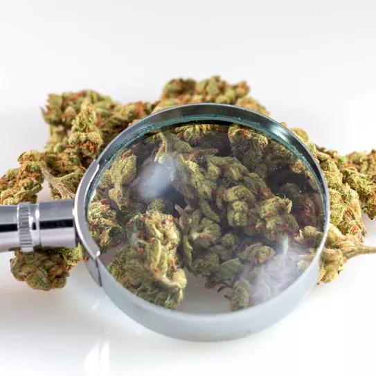 El Gobierno argentino invierte en proyectos de investigación con cannabis 