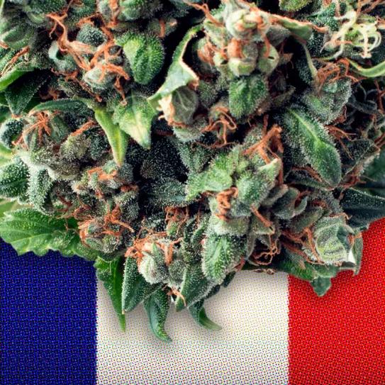 El Supremo francés anula la prohibición de vender cogollos de CBD