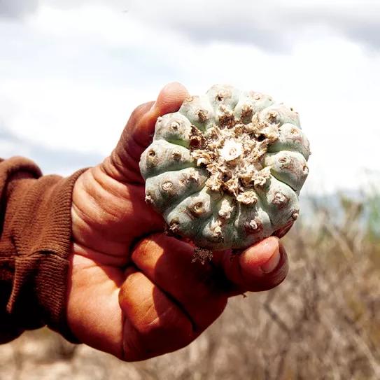 Viaje al corazón del peyote. Fotos: Marta González