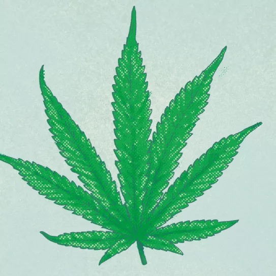 ¿Cómo puedo aprovechar las hojas? 