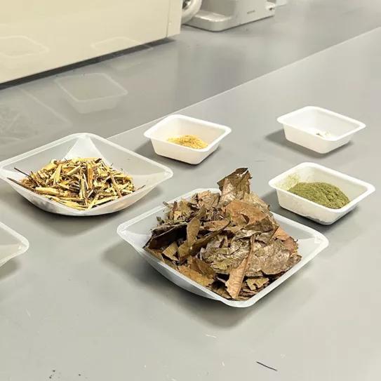 Una empresa intenta fabricar una píldora de ayahuasca 