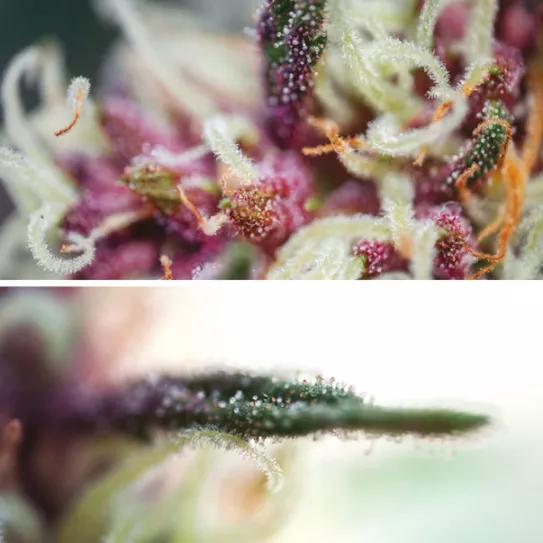 Mendocino Chanel Kush