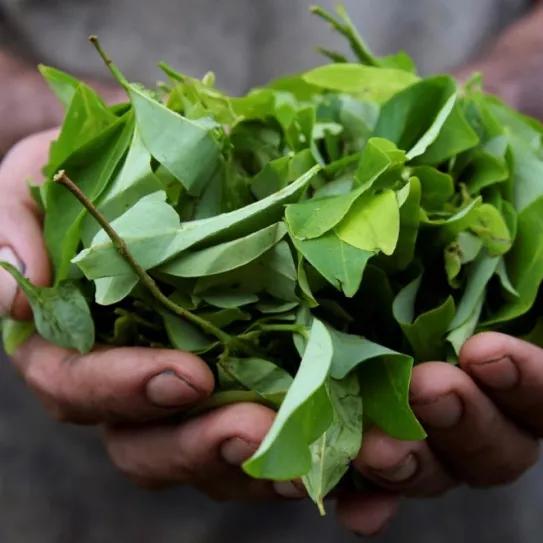 Despenalizará el cultivo de coca el Gobierno de Colombia