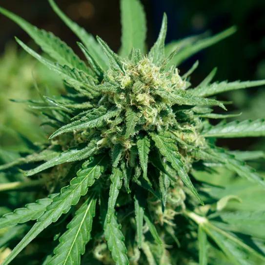 LDI, un concepto casi mágico 